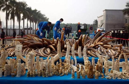 △ 资料图：我国首次公开销毁6.1吨象牙/视觉中国