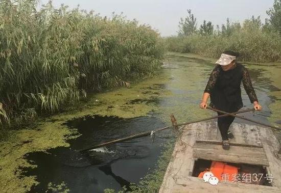 白洋淀无资质载客木船的船工。 新京报记者 李明 摄