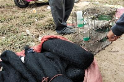 　　10月15日，记者来到庞各庄自由市场进行暗访。据报料人称，这些鸟贩平时在自由市场周边树林中拉网捕鸟，以低廉的价格吸引买主同时也售卖捕鸟网。新京报记者 贺顿 摄