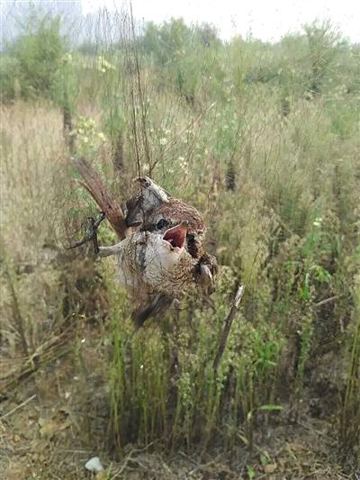 志愿者常发现困在网中的鸟，已没力气挣扎。志愿者供图