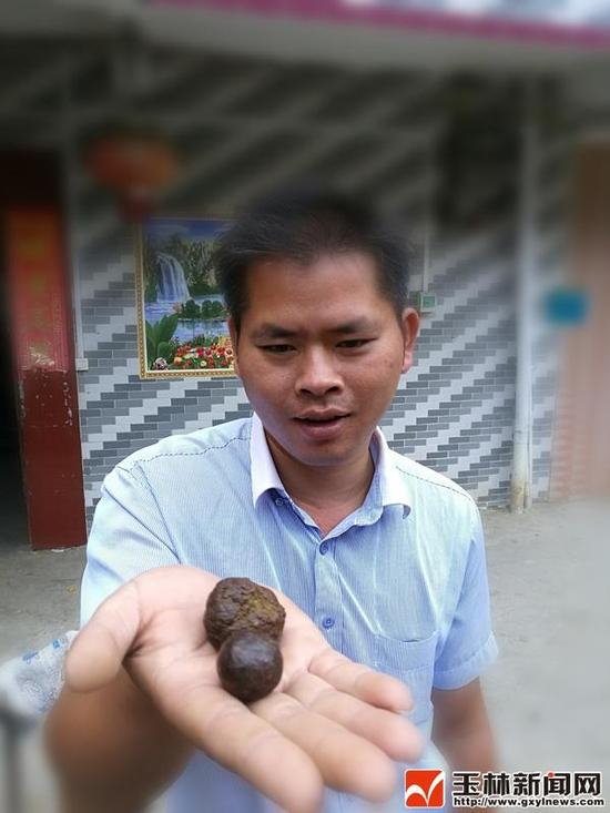 王海为记者展示“羊宝”。