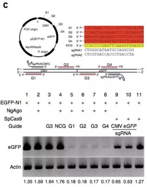 　　韩春雨原始论文中图3C的结果示意图，上图显示了为NgAgo设计的的ssDNA以及为Cas9设计的sgRNA在它们的目标质粒pEGFP-N1上的位置。下图显示了在western杂交实验中HELA细胞中目标质粒pEGFP-N1的产物eGFP的表达水平，还标注了这些实验中针对该质粒的NgAgo和对应的ssDNA或者Cas9和对应的sgRNA。最下方的图显示了eGFP和内参基因actin条带的灰度比值。来源：Gao, Feng, et al ，Nature biotechnology (2016)