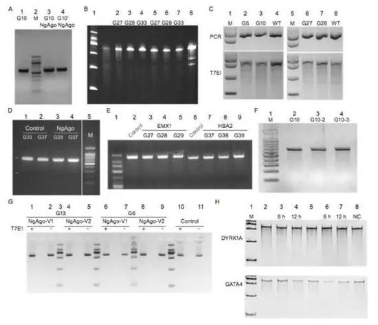 　　20位科学家针对韩春雨NgAgo论文图4结果的重复实验显示，未能在靶向位点检测到Indels。来源：Burgess, S., Cheng, L., Gu, F. et al. Protein Cell (2016).
