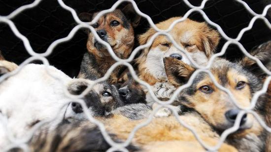 2016年11月19日，高速交警廊坊支队辖区发生一起爱狗人士驾驶车辆拦停拉运犬只车辆的事件