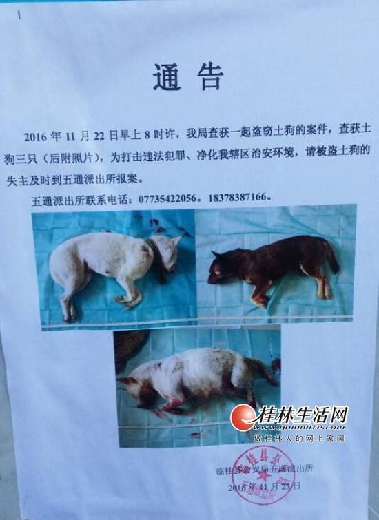 协查通告寻找狗主人。