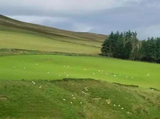 苏格兰的牧场（草地上的白点是羊群）