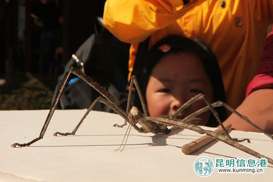 好奇的小朋友在巨型竹节虫前久久观察 陶平/摄