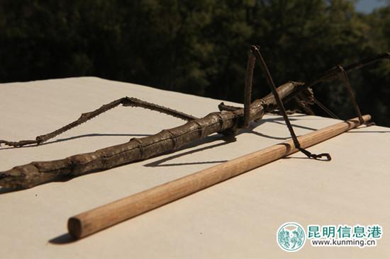 与筷子比较 陶平/摄