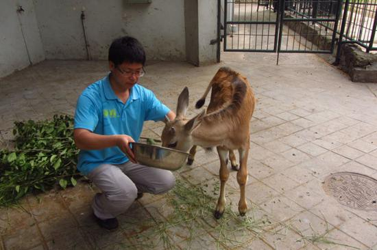刘群秀在给鹿喂饲料。