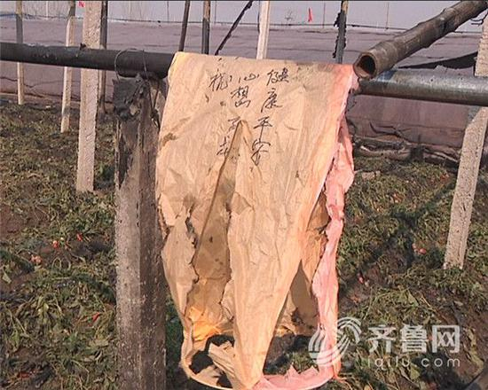 昨晚落入采摘园的孔明灯