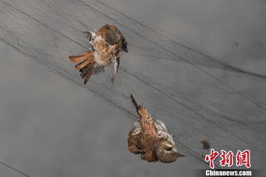 　　14日，山西省太原市杏花岭区淖马村，一处果园的200米长捕鸟网上挂着百余只死去的鸟儿。图为死去的鸟儿。　韦亮　摄