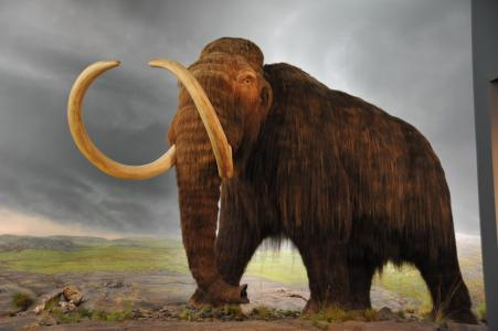 猛犸象 网络图片