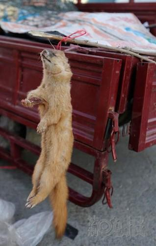 河北怀来集市卖黄鼠狼