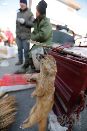 河北怀来集市卖黄鼠狼