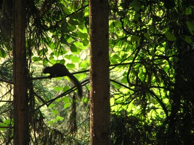 洪雅林场的松鼠已成灾害洪雅林场供图