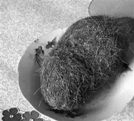 猪胃里取出来的“宝贝”。辽沈晚报、聊沈客户端驻阜新特约记者 蔡红鑫 摄