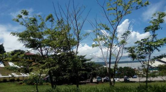 在达沃机场外，看当地的蓝天白云。白云怡摄