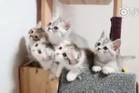 宠物医院招聘“抱猫师” 每日需抚摸猫咪6小时