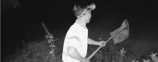 在乡村的夜晚，人们在捕捉萤火虫卖钱。付新华供图