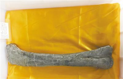 兽脚类恐龙股骨化石