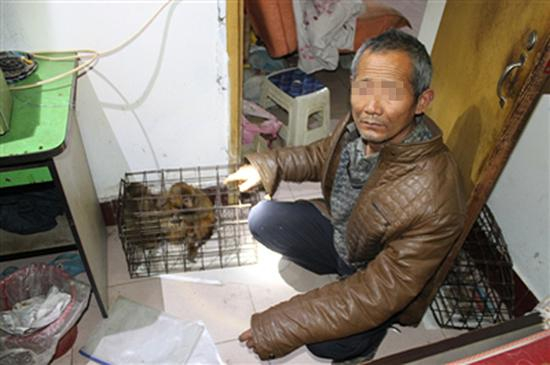 　　犯罪嫌疑人指认非法买卖来的猕猴，被抓获的四名嫌疑人均来自“猴戏之乡”河南新野。 成都市森林公安局供图