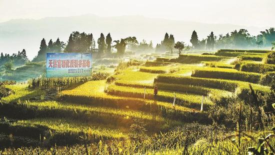 江津区四屏镇场镇航拍图。记者 万难 摄