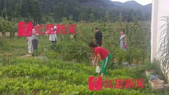 避暑客在地里摘菜。