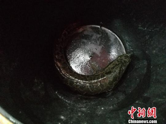 在广州沿江中路，有市民从街道积水中捕到一条鱼。　程景伟 摄