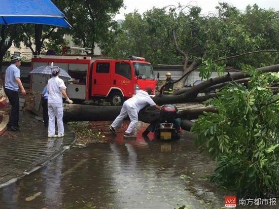 中山市 女子被倒下大树砸中身亡