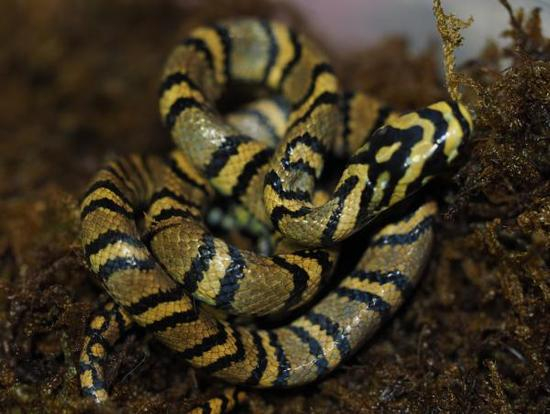 　　横斑锦蛇 &nbsp;&nbsp;本文图片和视频素材均由中科院成都生物研究所的研究员丁利课题组提供，并授权澎湃新闻使用。