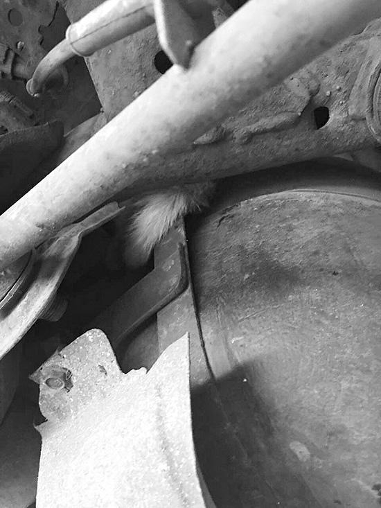  钻进车体的小猫。半岛晨报 图