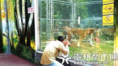 男子挑逗老虎视频截图。