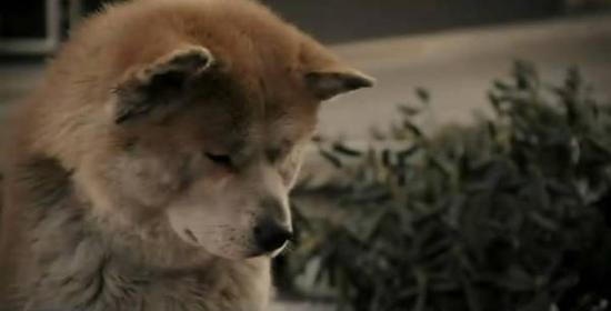 《忠犬八公的故事》剧照