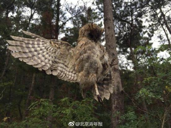 大连老铁山保护区现捕鸟网，十余只国家二级保护鸟类死亡。 &nbsp;本文图片均来自微博@北京青年报