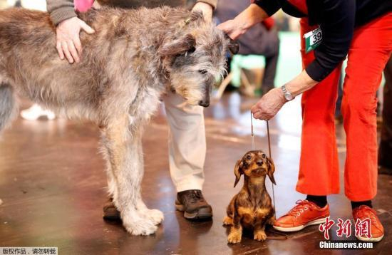 资料图：宠物狗