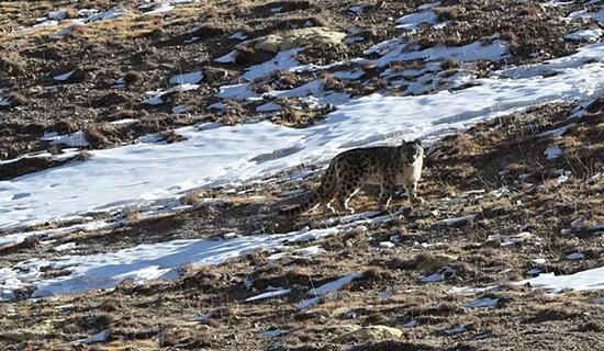 王鹏拍到的雪豹。