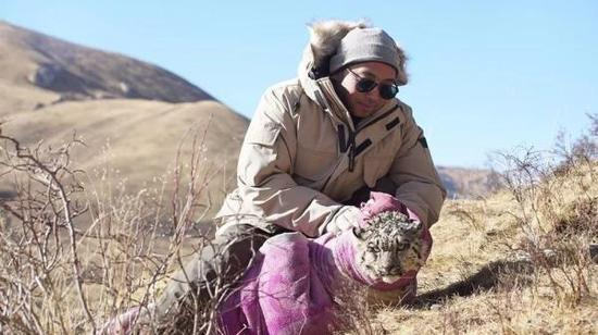 王鹏准备把救助的雪豹抱到山上去放生。