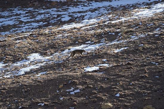 　　雪豹是国家一级重点保护野生动物，是IUCN（世界自然保护联盟）红色名录“易危”物种。&nbsp;本文图片由王鹏提供