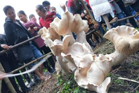 云南现1米高百斤重的野生蘑菇