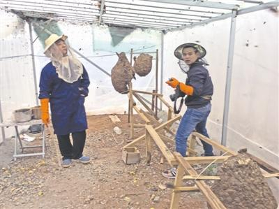 洪峰（左）在检查葫芦蜂的进食情况。