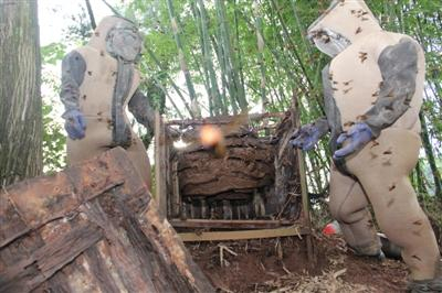 在山林中“收割”虎头蜂巢。