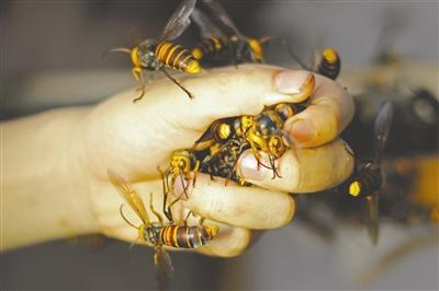 公蜂无毒，洪伟把它们抓在手里玩。