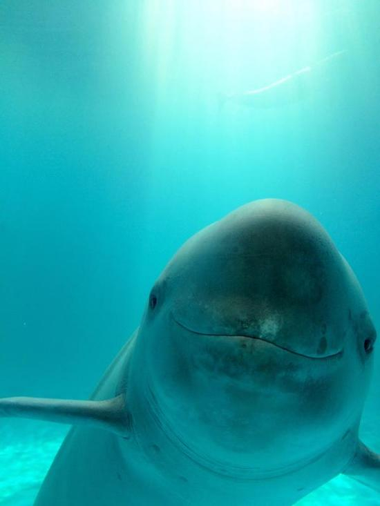 江豚。WWF 易清 供图