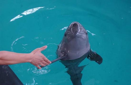 江豚。 中科院水生生物研究所供图