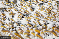 鹈鹕“大军”袭以色列