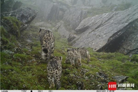 四川首次拍到4只雪豹同框