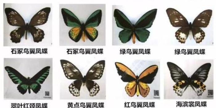 全国最大宗走私濒危蝴蝶制品案一审宣判三人获刑 手机新浪网 全国最大宗走私濒危蝴蝶制品案一审宣判三人获刑 手机新浪网