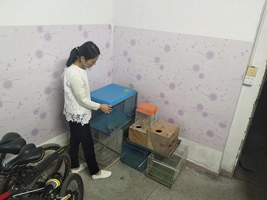 任盼盼整理出租屋内的鸟笼，笼内曾经饲养的四十多只鹦鹉都被司法机关收缴。澎湃新闻记者 王选辉 图