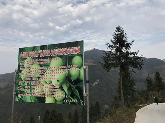 截至目前，富裕村已形成核桃产业基地。 澎湃新闻记者 谢寅宗 图