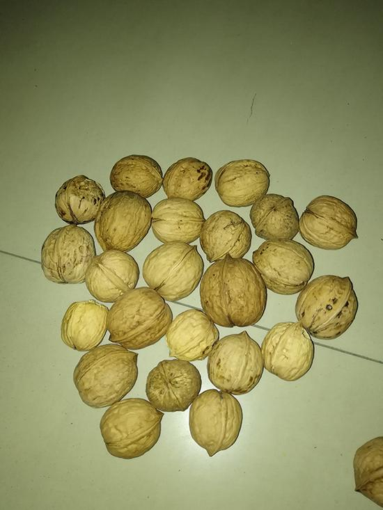 今年收获的核桃样品。